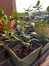 Kaffir/Thai Lime Tree, Chanh So 8,Citrus Histryx Fruit Bearing, 4-6 in in height picture