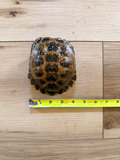 Real Russian Tortoise Shell picture