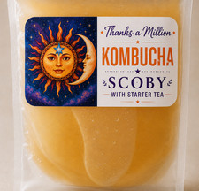 KOMBUCHA SCOBY 4