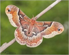 1X Promethea Moth Cocoon ( Callosamia Promethea ) Live feeder insect cocoons picture