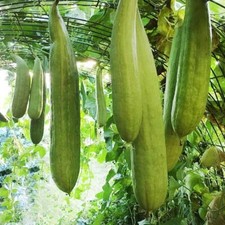 Cucumber Seeds (Armenian Yard Long) | Non-GMO | Fresh Garden Seeds USA picture