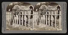 Photo:Barcelona Spain Elephant Zoological Garden 1908 Stereoview Print picture