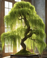 Hey Dina Willow Bonsai Tree - Thick Trunk Cutting, Fast Growing - Easy Care Indo picture