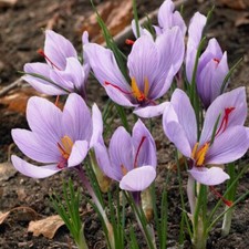 Saffron Autumn Crocus (Crocus sativus) - 50 Seeds | Fall-Blooming Purple Beauty picture
