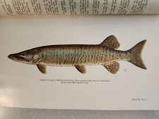 Vintage Biological Survey of the Allegheny Chemung Watersheds New York Survey  picture