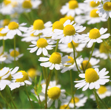Organic Common Chamomile Seeds – Fragrant Heirloom Herb for Tea & Tranquility 🌼 picture