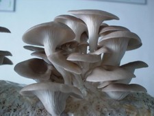 Grey Oyster (Pleurotus ostreatus) Liquid Culture  picture