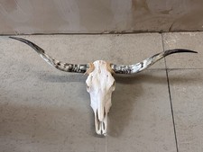 That’s a longhorn cattle skull picture