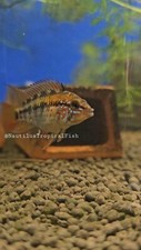 Beautiful pair Apistogramma red neck macmasteri -  Live arrival picture
