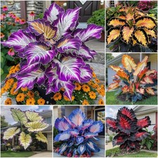 310+ Mixed Color Hosta Seeds Large Leaf Perennial Shade Garden Plant picture