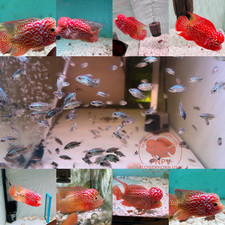 Baby GB Kamfa Flowerhorn Fry Peeling Line  Strong Potential Buy 4 Get 1 Free picture