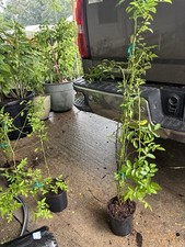 Peggy Martin (2-3ft)& 7 Sisters Rose (1ft)Combo  Deal picture