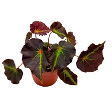 Begonia Boyfriend, 4 inch Rhizomatous Rhizo Dark Purple Green Streaks Red Dot picture