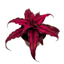 Cryptanthus Bivittatus, 2 inch, Earth Star Bromeliad, Tiny Mini Pixie Plant, Dar picture