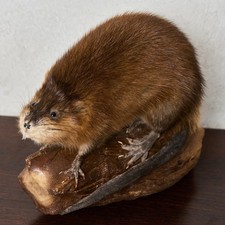 Small Beaver Taxidermy Mount - Mounted, Stuffed Animals For Sale - Tf8929 picture