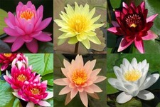 Asst Color Live Hardy Water Lily Tubers  Aquatic Pond Plants Lilies picture