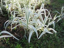 Arundo Donax live plants picture