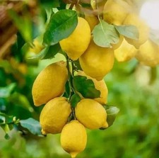 30 Sfusato Amalfitano / Italian Lemon Rare Organic Seeds High Germination picture