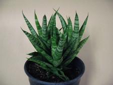 Sansevieria “Magnificent” Thai Hybrid ---- Rare Succulent SUMMER SALE picture