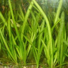 *Buy 2 GET 1 FREE*  5 Jungle Val Italian val vallisneria Live Aquarium Plants ✅ picture