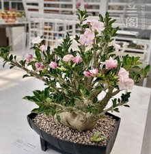 2PCS RareSucculent plant Pachypodium saundersii OwnRoot 10-15CM picture