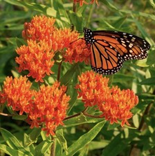 100 Plus Milkweed Seeds-Attract Monarch Butterflies-Asclepias Tuberosa picture