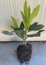 Bay Leaf Plant, Sweet Bay or Laurel picture