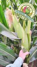Organic Mexican Big White Corn 50Seeds-Maiz Criollo Norteño Mexicano,50 Semillas picture