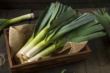 Giant Musselburgh Leek Seeds, Scotch Giant, NON-GMO, Heirloom,  picture