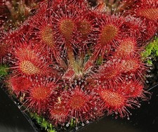 100+ Seeds Drosera Spatulata Spoon-Leaved Sundew Carnivorous Plant picture