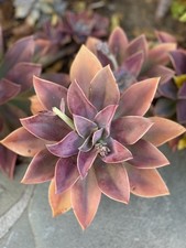 Rare Graptoveria Dusty Pink Rosette Succulent Rooted Live Plant 4-5 Inch 1-Head picture