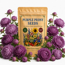 50 Purple Peony Seeds - Garden Flowers for Home Planting Pollinator Beds picture