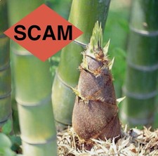 99% Of Bamboo Seeds Are A Scam- Imposter Grass Seed Ruse - Read Inside For Why picture