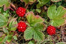 10 ARCTIC RASPBERRY Nagoonberry Rubus Arcticus Red Berry Fruit Bramble Seeds picture