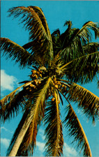 Vintage COCONUT PALM TREE Mirro-Krome Postcard Florida Tropical Beach picture