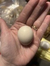 6+ Serama Hatching Eggs - Chance Of Frizzle 🖤 Young Healthy Flock picture