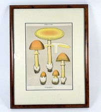 Antique 1914 Mushrooms Litho Print Edible Fungi Framed 13