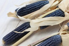 100+ Blue Hopi Corn Seeds, Native American Zea Mays, Fresh for Your Garden picture