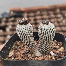 2.5-3CM Succulent Cactus Plant Turbinicarpus Pseudopectinatus（Double-Heads）Plant picture