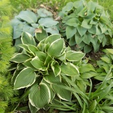 5 MEDIUM HOSTAS OF 