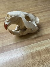 Beaver Skull Animals Crafts Traps picture