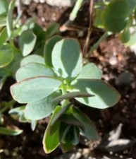 2 x 1” cuttings KALANCHOE MARNIERIANA marnier's rare succulent cactus live plant picture