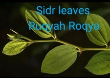  dried Sidr leaves,lote Leaves Ruqyah, Roqya, Destroy Magic and Evil Eye,2 oz. picture