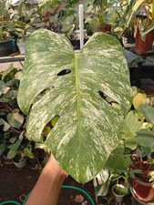 Real Picture Monstera Devil Monster Variegated 1 Leaf Rare Plant picture