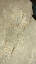 Rare Cretaceous Shark Vertebrae Fossil Nodule Hobetsu Hokkaido Japan picture