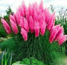 10 Seeds Pink Pampas Grass Seeds Rare Unusual Stunning flower picture