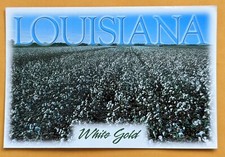 Postcard LA: White Gold ( Cotton). Louisiana  picture