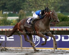 Curlin 2007 Breeders' Cup #1 Finish Photo picture
