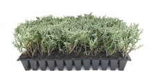 Juniper Angelica Blue | 2 Inch | Juniperus chinensis | Hardy Groundcover Plant picture