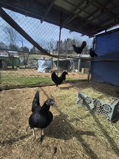 12 +SID Pure Hatching Eggs picture